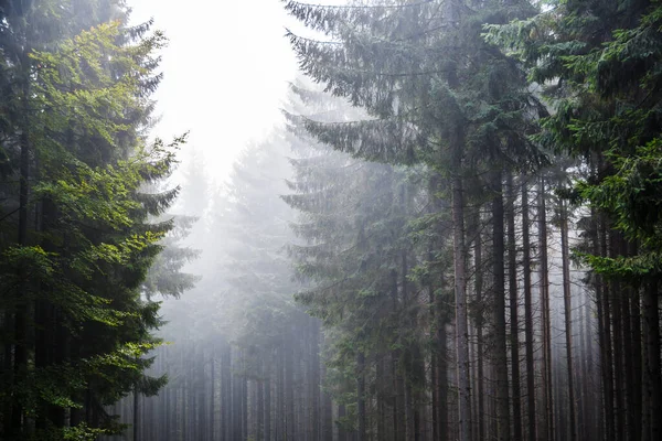 Лес Тумане Хвойный Лес Зеленый Лес Закарпатье Старые Деревья Хвойных — стоковое фото