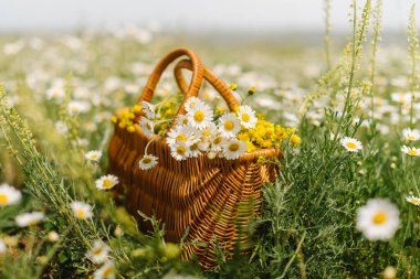 Papatya tarlasında duran bir sepetin içinde papatya çayı. Bitki, organik, kartpostallar..