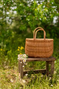 Papatya tarlasında duran bir sepetin içinde eski bir sandalyede. Bitki, organik, kartpostallar..