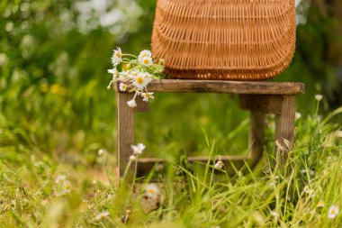 Papatya tarlasında duran bir sepetin içinde eski bir sandalyede. Bitki, organik, kartpostallar..