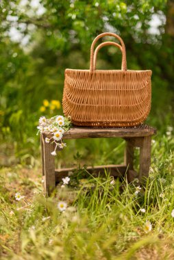 Papatya tarlasında duran bir sepetin içinde eski bir sandalyede. Bitki, organik, kartpostallar..
