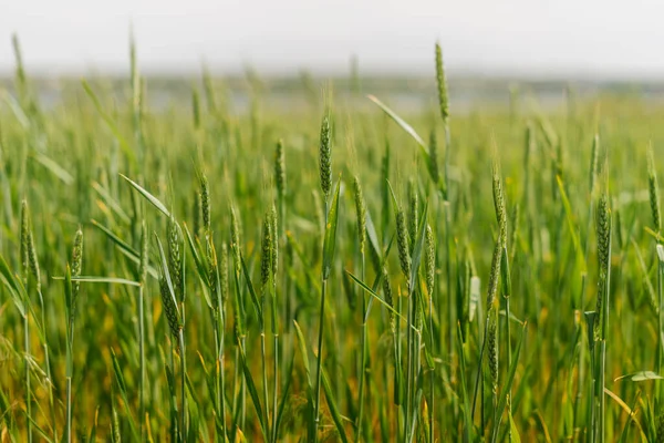 Groene spikkels van tarwe in het veld — Stockfoto