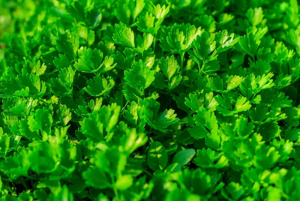 Fresh Green organic Parsley Plant. — Stock Photo, Image