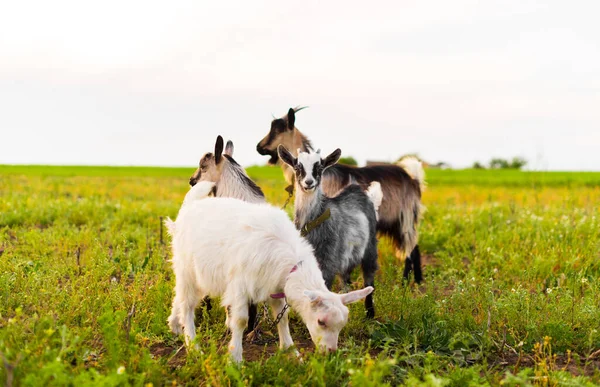 Capre nella fattoria eco mangiare erba — Foto Stock