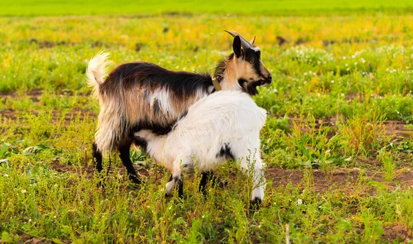 Capre nella fattoria eco mangiare erba — Foto Stock