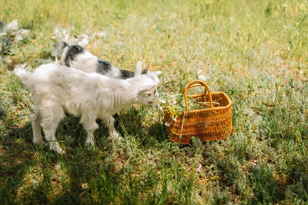 Bianco e nero piccolo neonato capra mangiare erba in fattoria di campagna — Foto Stock