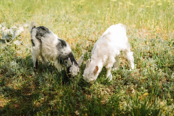 Bianco e nero piccolo neonato capra mangiare erba in fattoria di campagna — Foto Stock