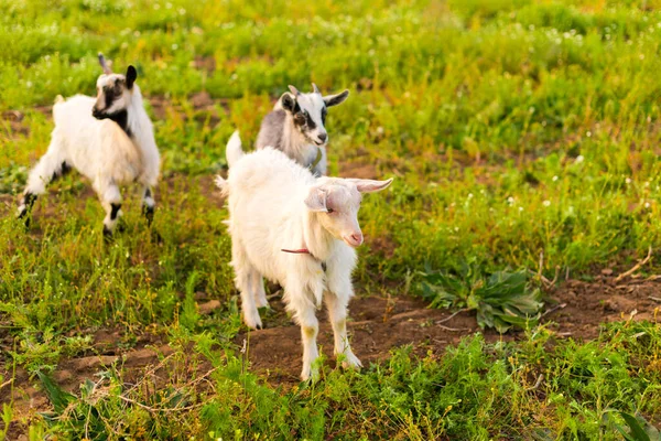 Capre nella fattoria eco mangiare erba — Foto Stock