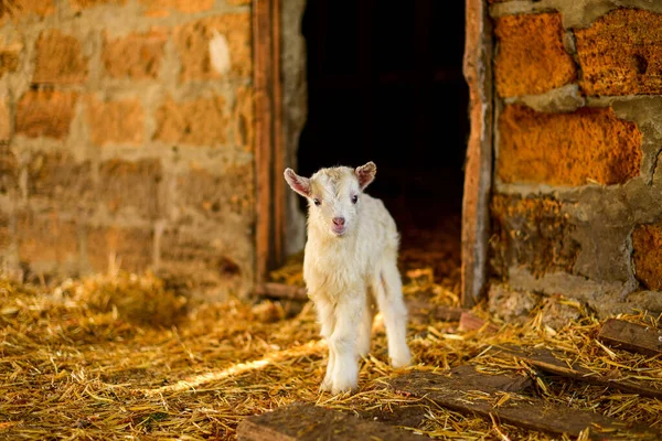 Beyaz renkli yavru keçi samandan bir hayvan ağılında duruyor.