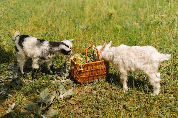 Bianco e nero piccolo neonato capra mangiare fiori in fattoria di campagna — Foto Stock