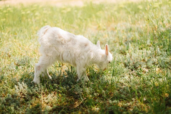 Blanco pequeño recién nacido bebé cabra comer hierba en granja de campo — Foto de Stock