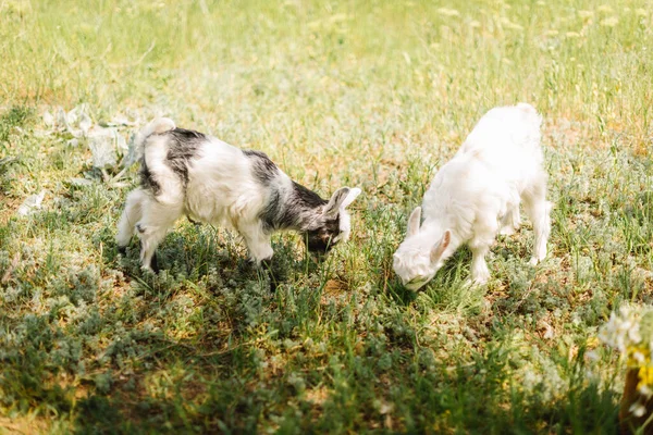 Bianco e nero piccolo neonato capra mangiare erba in fattoria di campagna — Foto Stock