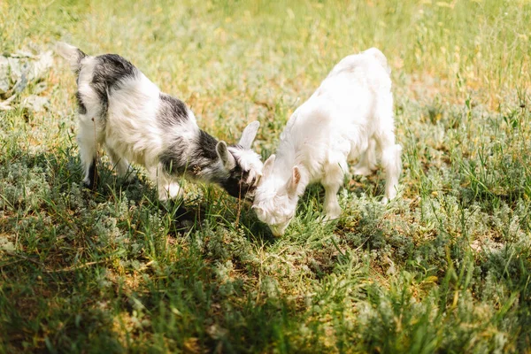 Bianco e nero piccolo neonato capra mangiare fiori in fattoria di campagna — Foto Stock