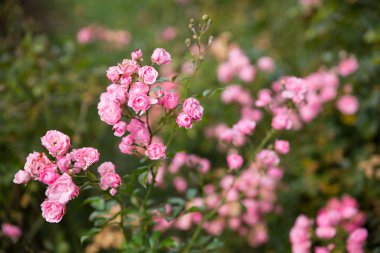 Canlı pembe çiçekler. Seçici yumuşak Plaque ve arka plan üzerinde böke