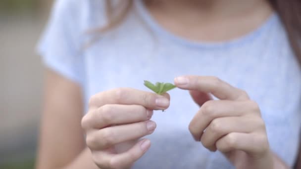 Woman looking at four leaf clover — Stock Video