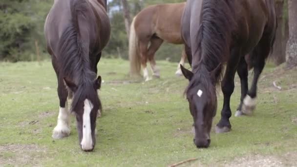 Лошади едят траву — стоковое видео