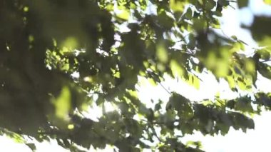 aracılığıyla günlük güneşlik bırakır