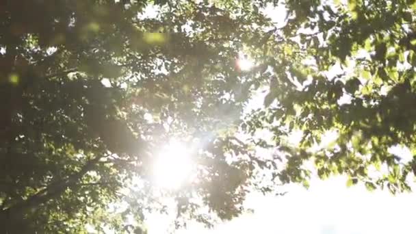 Sol brillando a través de las hojas — Vídeo de stock