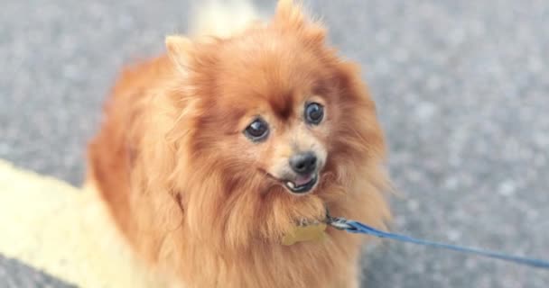 Husdjur hund stående på gatan — Stockvideo
