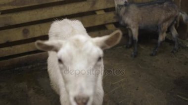 Keçi süt çiftliği