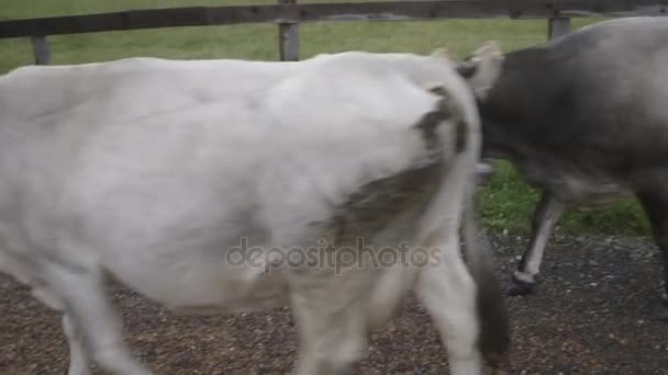 Vacas caminando hacia la granja — Vídeo de stock