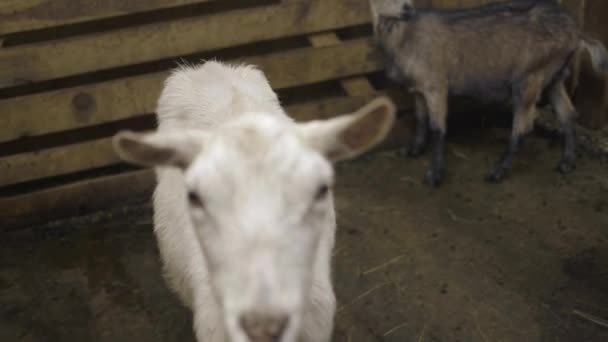 Chèvres dans la ferme laitière 