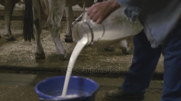 Farmář rozlévá mléko — Stock video