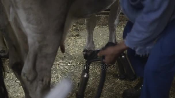 Farmer milking cows — Stock Video