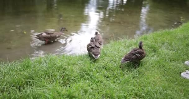 Mutter Und Tochter Füttern Enten Park — Stockvideo