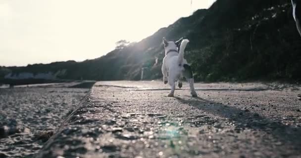 Feminino Correndo Pela Praia Com Cão — Vídeo de Stock