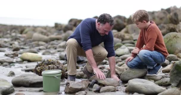 Pai Filho Olhando Para Conchas Rockpool Praia — Vídeo de Stock