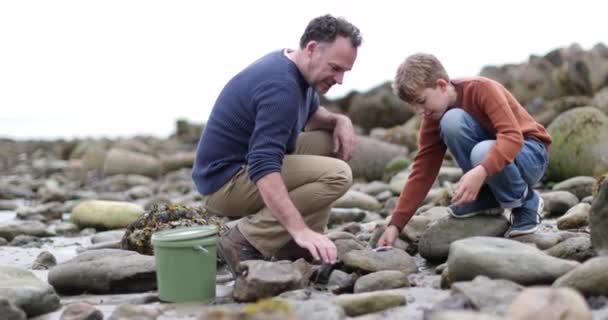 Père Fils Regardant Des Coquillages Dans Rockpool Sur Plage — Video