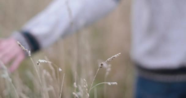 Vrouw Cornfield Herfst — Stockvideo