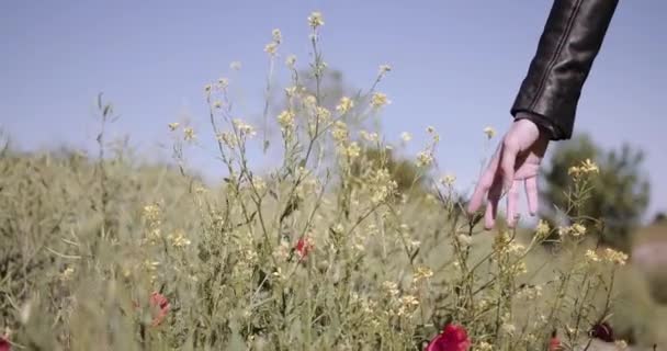 Közelkép a nő kezét megható virágok a mezőn — Stock videók