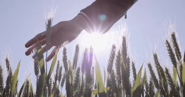 Jonge volwassen vrouw aanraken tarwe in de landbouw veld met zon achter — Stockvideo
