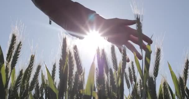 若いです大人の女性の後ろに太陽と農業分野で小麦に触れる — ストック動画