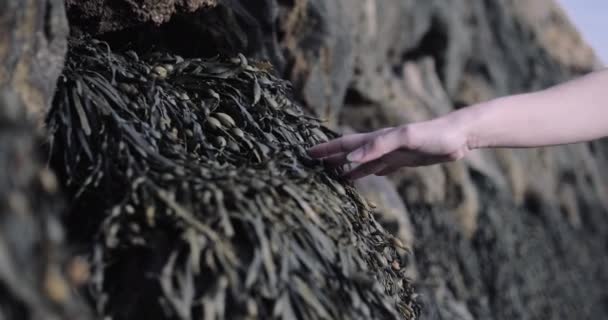 在海边触摸海藻的年轻成年女子 — 图库视频影像