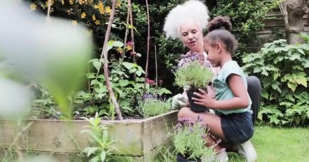 Grand-mère plantant de la lavande avec un petit-enfant — Video