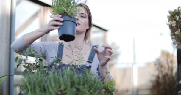 Giovane donna adulta profumata di lavanda — Video Stock