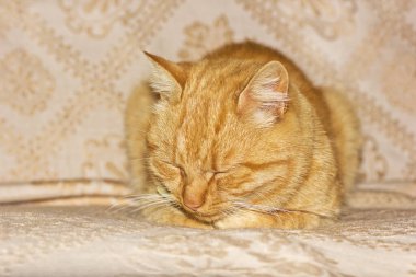 Güzel kırmızı kedi uyuyor. Kedi yaklaş.