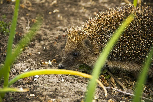 Hérisson Dans Jardin Hérisson Referme Erinaceus Europaeus — Photo