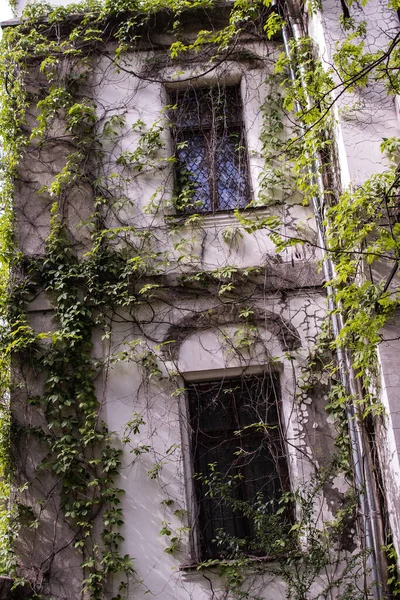 野生のツタで覆われた白い家のファサード — ストック写真