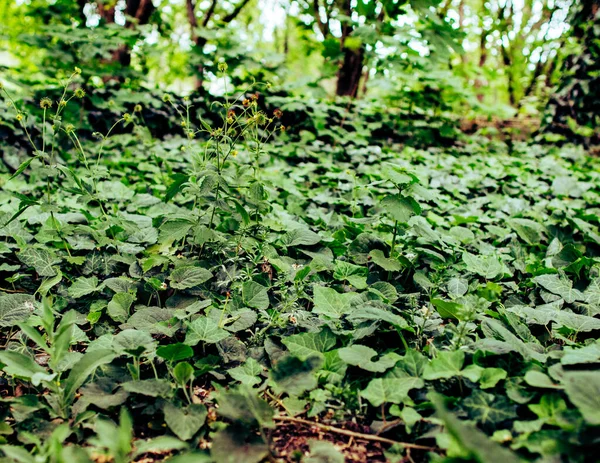 Polana Zielonego Bluszczu Lesie — Zdjęcie stockowe