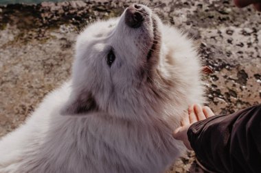 Bir el beyaz bir Samoyed köpeği besliyor..