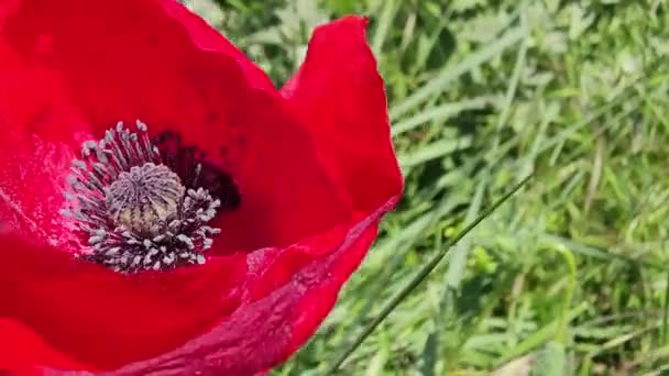 Flor Amapola Primer Plano Del Viento — Vídeos de Stock