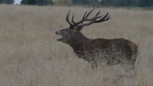 Red Deer, Deer - Tempo di carreggiata . — Video Stock