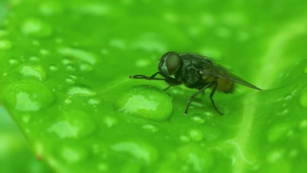 Fly - Bathing in the dew. — Stock Video