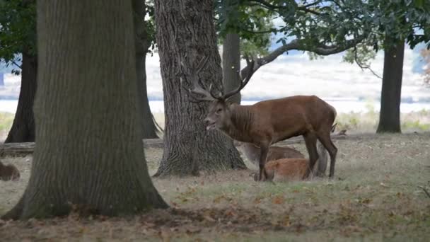 Red Deer, Deers - Rut time. — Stock Video