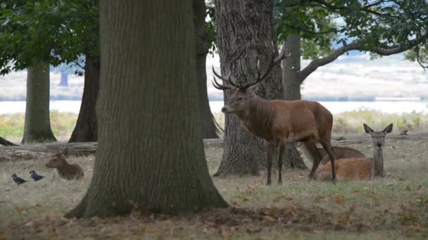 Red Deer, Deers - Tempo di carreggiata . — Video Stock