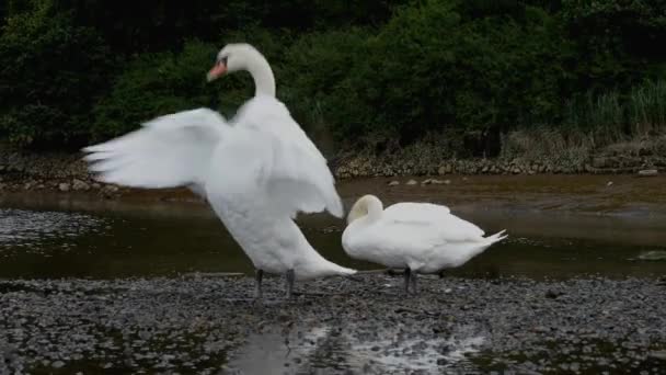 Mute Swan, kuğular, kuşlar — Stok video